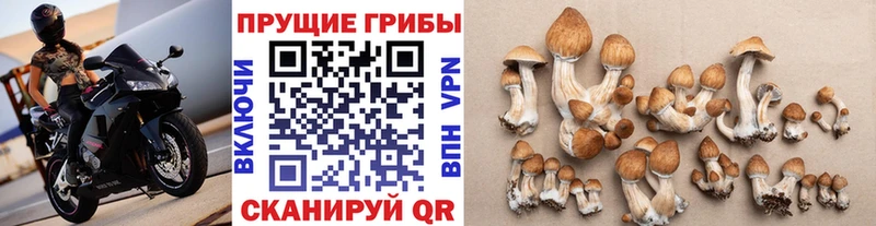 Купить где  Сретенск  Галлюциногенные грибы Psilocybine cubensis 